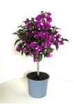 Picture of Bougainvillea "Sabina" 